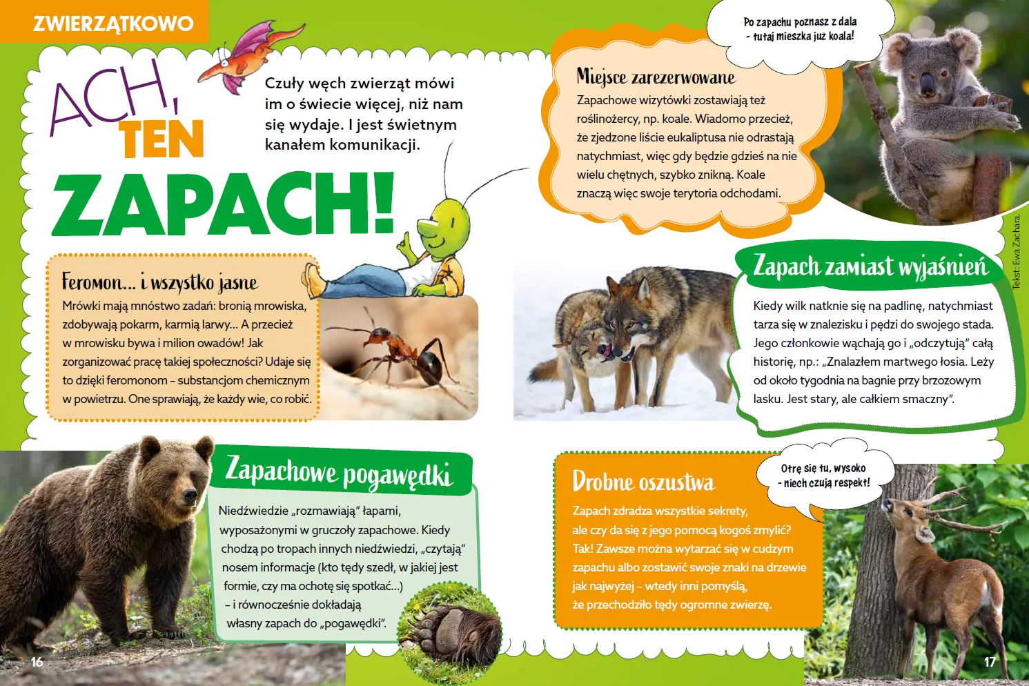 16-17 zwierzatkowo.png