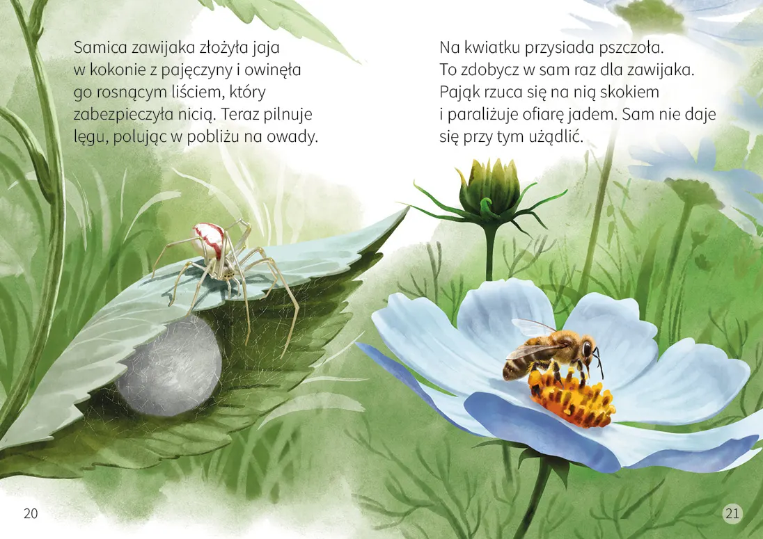 M0859_Mlodzi_przyrodnicy_Pajaki_srodek3.jpg