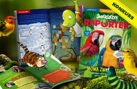 Świerszczyk Reporter