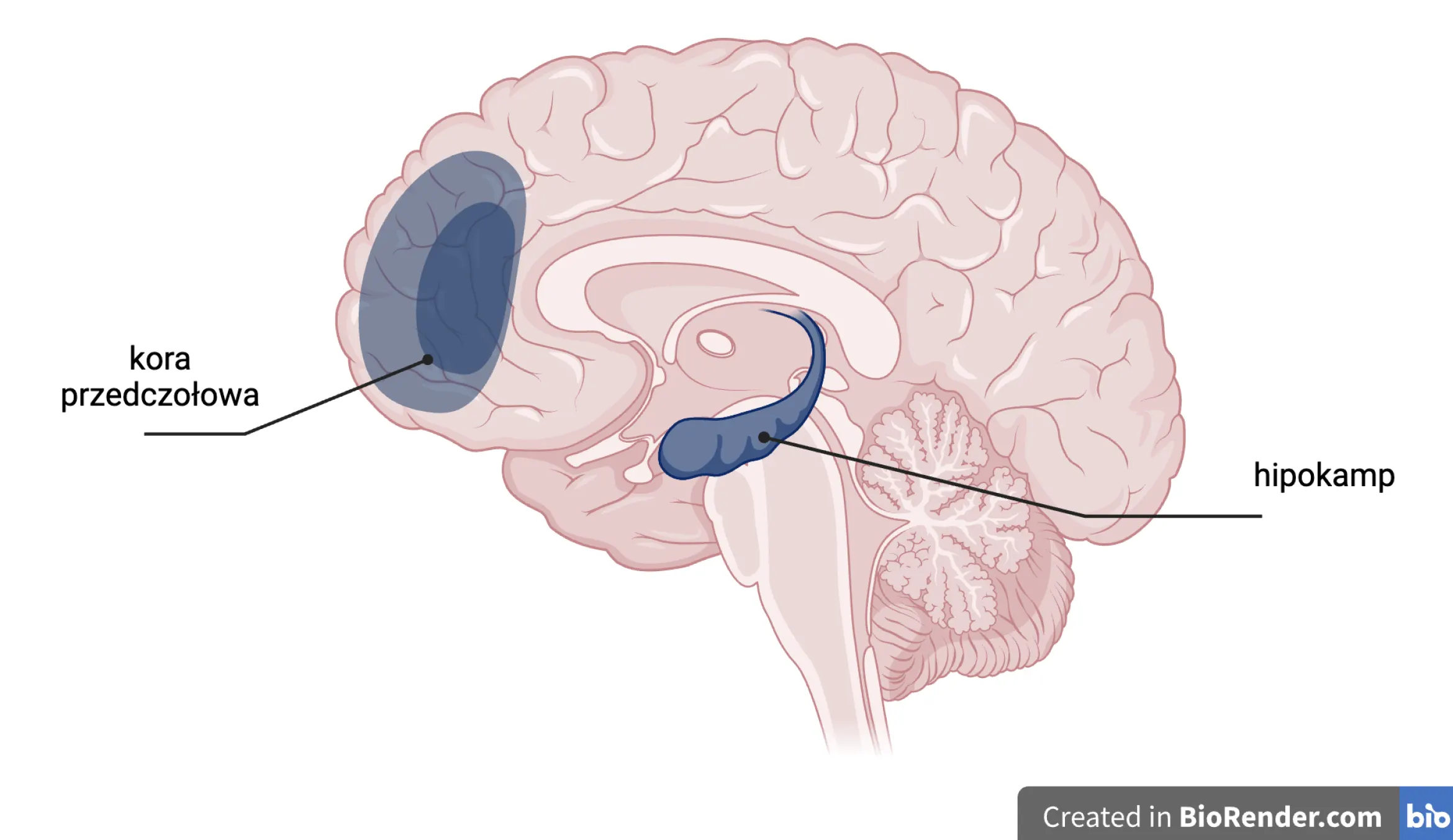 Schemat mózgu człowieka
